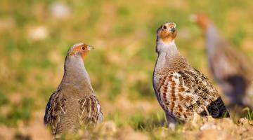 Rebhühner © Nature Bird Photography/Shutterstock.com Rebhühner auf einer Wiese