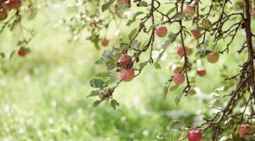 Alte-Obstbaumsorte-Apfel_100kb © Maria Bobrova/Shutterstock.com Apfelbaum
