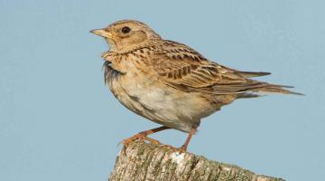 Feldlerche Jungvogel