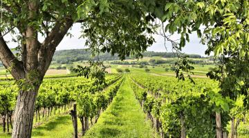 Weinbaulandschaft 