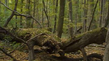 Wien / Lainzer Tiergarten: Exkursion in das Naturwaldreservat "Johannserkogel" mit Forstleiter Hannes Lutterschmied (c) Matthias Schickhofer © Matthias Schickhofer Exkursion