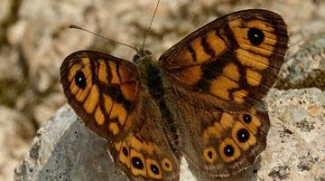 Mauerfuchs c Chris W.