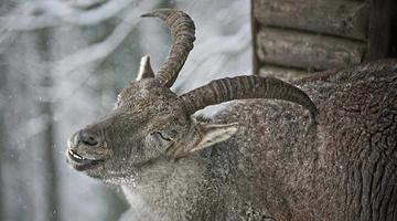 veranstaltungstipps naturveranstaltung steinbock