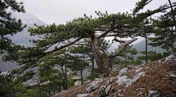 Schwarzkiefer c Pixabay