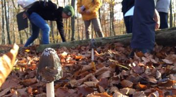 Pilz im Blätterwald