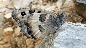 Schmetterligszaehlung 2018