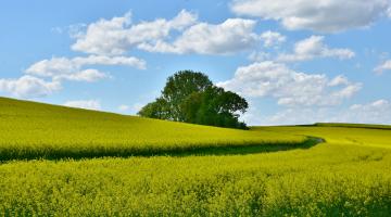 Acker, blühendes Rapsfeld