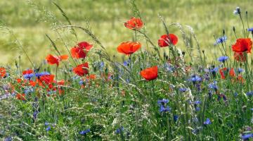 Ackerwildkräuter: Klatschmohn und Kornblume 