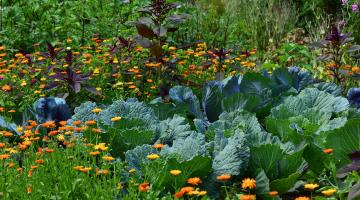 Bauergarten mit Kohlgemüse und Heilpflanzen