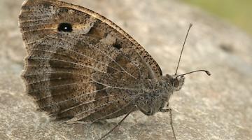 bedrohter Schmetterling: die Berghexe