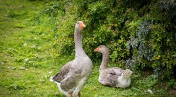 Gänse, biologische Landwirtschaft