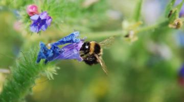 Nahaufnahme einer Hummel auf einer Blume
