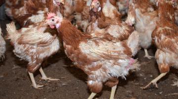Bodenhaltung von Hühnern