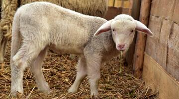 Junges Lamm im Stall mit Stroh als Einstreu