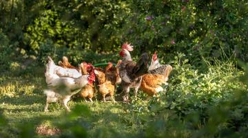 artgerechte Haltung von Hühnern im Freiland in kleinen Gruppen mit Hahn