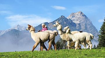 geführte Wanderung mit Alpakas