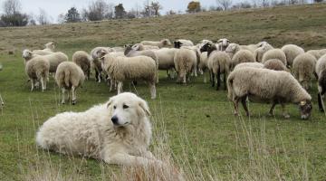 Maremmano-Abruzzese als Herdenschutzhund im Einsatz