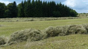 Heu trocknet auf der Wiese