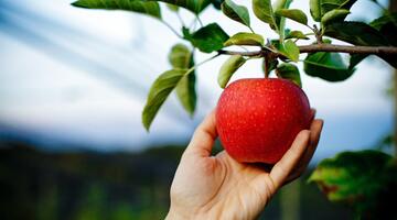 Hand pflückt einen roten Apfel