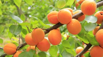reife Marillen auf dem Baum