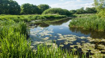 Flusslandschaft, artenreiche Feuchtwiesen und Überschwemmungswiesen in Gmünd