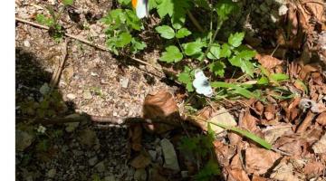 Schmetterlinge sind schwer zu „erwischen“ © ruhm perdomo Schmetterlinge am Boden sitzend