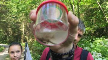 Thomas zeigt uns wie man einen Feuersalamander erkennt © ruhm perdomo Junger Feuersalamander in einem Becher