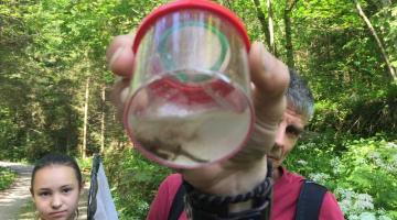 Junger Feuersalamander in einem Becher