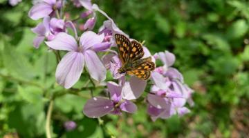 Dickkopffalter wie dieser hören besonders gutq © ruhm perdomo Schmetterling auf einer Blüte