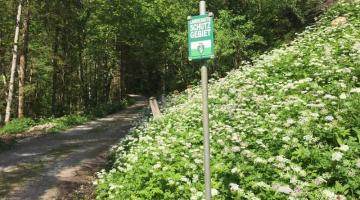 Die Spitzenbachklamm ist ein Naturdenkmal © ruhm perdomo Eingang zur Spitzenbachklamm