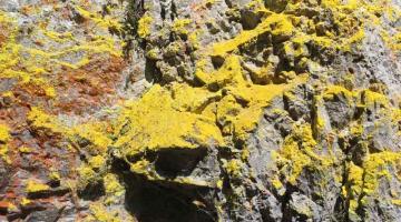 Schwefelgelbe Flechten kommen nur dort vor, wo sie nicht naß werden © ruhm perdomo Schwefelgelbe Flechten auf einem Felsen