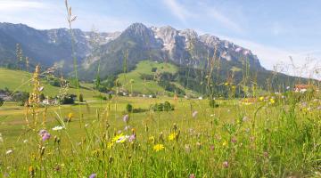 bunte, extensive Wiesen am Berghang und im Tal, Tirol