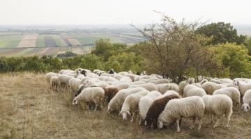 eine Herde Schafe beim grasen