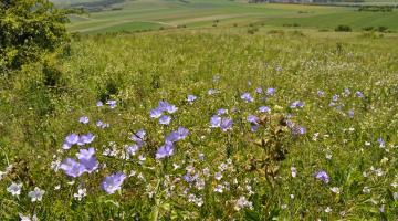 Blühender Trockenrasen mit Lein (Dernberg, Weinviertel, Niederösterreich), im Hintergrund Ebene mit Ferlder und Hecken