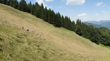 Freiwillige mähen eine Wiese