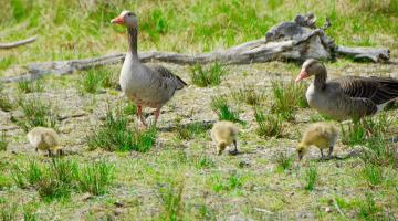 Gänsefamilie auf Nahrungssuche