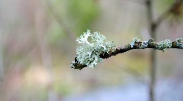 Isländisches Moos-Icelandic-moss