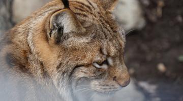 Jagd - Der Luchs zählt zu den ganzjährig geschonten Wildarten. © Christina Schwann Jagd - Der Luchs zählt zu den ganzjährig geschonten Wildarten.