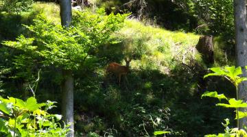 Jagd - Unter einer zu hohen Rot- und Rehwilddichte leidet der Wald. © Christina Schwann Jagd - Unter einer zu hohen Rot- und Rehwilddichte leidet der Wald.