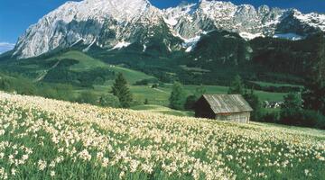 blühende Narzissenwiese im Ausseerland, im Hintergrund der Grimming