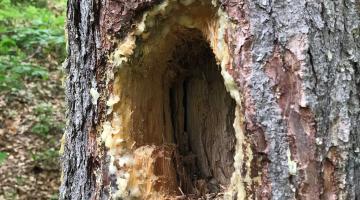 Nature Watch - Fresshöhle eines Schwarzspechtes