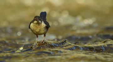 Wasseramsel 