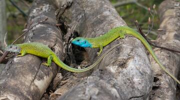 Smaragdeidechse