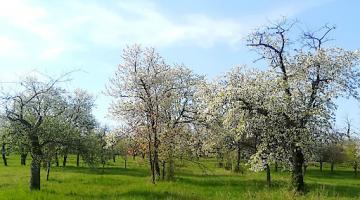 Streuobstwiese