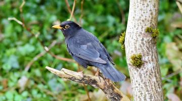 Amsel auf Baum sitzend.