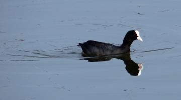 Blässhuhn in Wasser schwimmend.