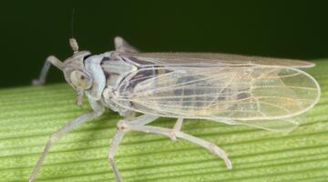 Haken-Schilfspornzikade © Gernot Kunz Haken-Schilfspornzikade auf einem Schilfhalm