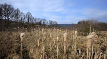 In Großseggenriedern wie hier im Waldviertel gedeihen Sauergräser und hübscher Rohrkolben.
