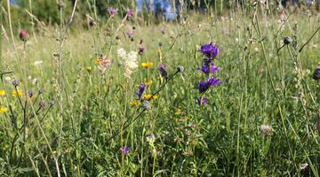 Artenreicher Halbtrockenrasen, blauvioloett blühende Knäul-Glockenblume, weißblühendes Mädesüß