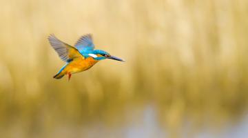 Eisvogel im Flug.